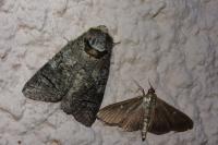 Cossus cossus