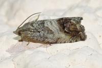 Cydia splendana