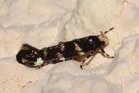 Eteobalea