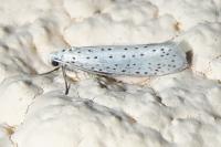 Yponomeuta evonymella