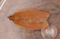 Clepsis consimilana