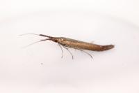 Coleophora mayrella