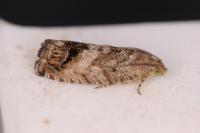 Cydia splendana