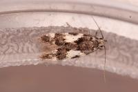 Teleiodes luculella
