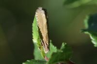 Pelochrista caecimaculana
