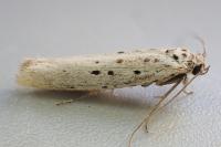 Yponomeuta sedella