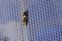Epiblema foenella