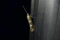 Scythris scopolella
