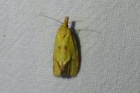 Agapeta hamana