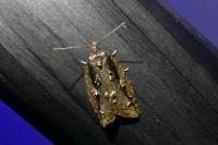 Acleris umbrana