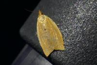 Clepsis consimilana