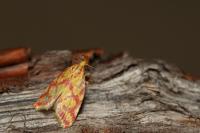 Hypercallia citrinalis