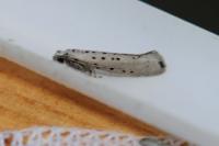 Yponomeuta sedella