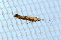 Plutella xylostella