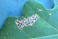 Bucculatrix ulmella