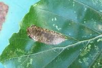 Phyllonorycter maestingella