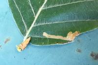 Stigmella hemargyrella