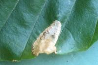 Phyllonorycter maestingella