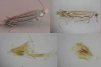 Isophrictis corsicella