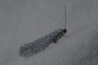 Yponomeuta evonymella