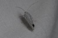 Yponomeuta evonymella