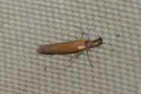 Pleurota aristella
