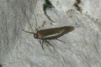 Scythris scipionella