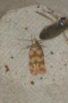 Aethes rutilana