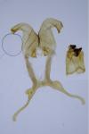 Scythris scipionella