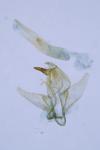 Pleurota aristella