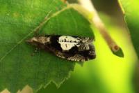 Epinotia brunnichana