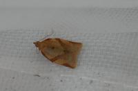 Clepsis consimilana
