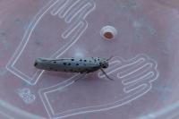 Yponomeuta sedella