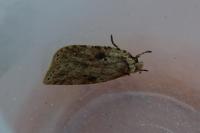 Agonopterix arenella