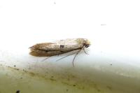 Tinea trinotella