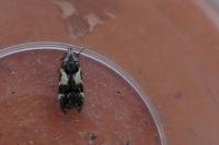Teleiodes luculella