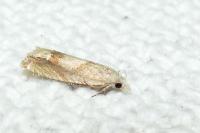 Eucosma conterminana