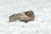 Cydia splendana