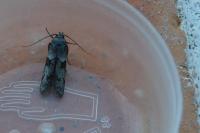 Blastobasis glandulella