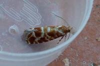 Rhyacionia pinicolana