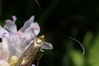 Nemophora metallica