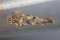 Nemapogon ruricolellus
