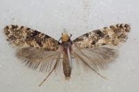 Nemapogon ruricolellus