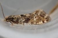 Nemapogon ruricolellus