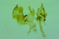 Nemapogon ruricolellus