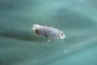 Pseudopostega crepusculella