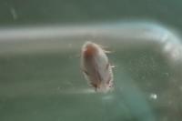 Pseudopostega crepusculella