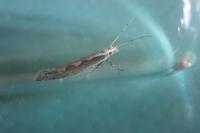 Plutella xylostella
