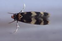 Oegoconia