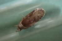 Agonopterix ciliella/heracliana